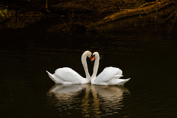 Two swans on the lake at sunset. Romantic love