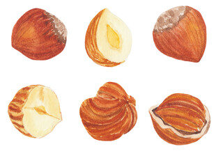 Hand-painted watercolor hazelnuts. Composition of whole and half nuts, nuts in and without shells, isolated illustration on a white background. Perfect for logos, branding, stickers, print