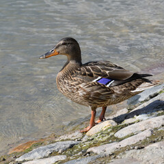 Mallard stands on the rocks on the shore of a pond