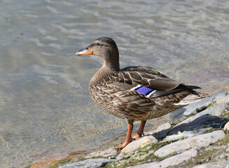 Mallard stands on the rocks on the shore of a pond