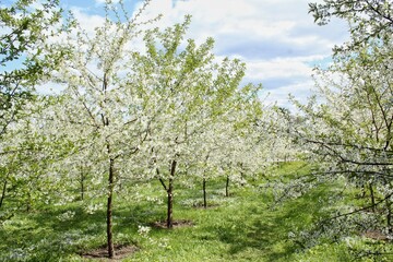 Close-up of cherry blossom in full bloom. Cherry flowers in spring. Cherry tree branch in garden. Japanese sakura. Springtime concept. Spring flowering of fruit trees. Delicate white flowers