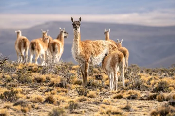 Fotobehang Female guanaco looking at the camera feeds her young with several guanacos and a mountain in the background in Argentine Patagonia. © Uri Gordon