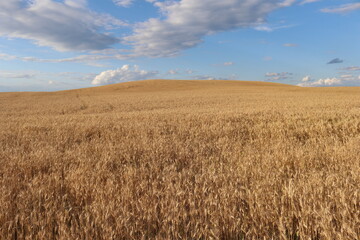 Wheat field in August