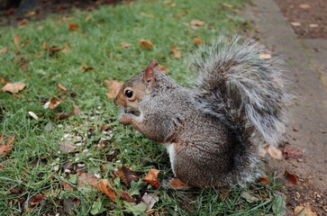 squirrel in the park
