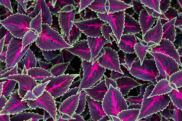 Purple Coleus plant