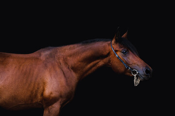 El Pancito Arabian Stallion portrait