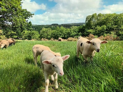 Corderos en un prado en Galicia