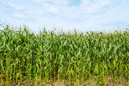 Edge of the green corn field at sunny summer day under a bright cloudy sky. Wall of corn stalks.
