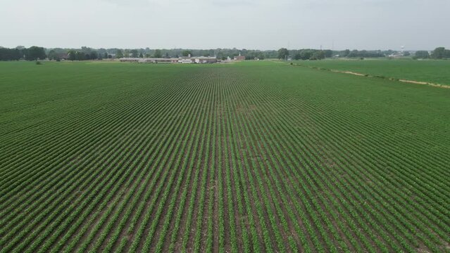 This is a low flyover of an Illinois soy field that is half way through it's growth cycle in the summer. The flight path follows the rows as they were planted.