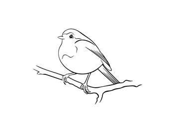 Hand drawn vector ink illustration of robin bird. Coloring page