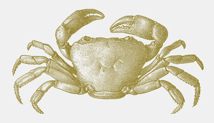 Potamonautes platynotus, freshwater crab endemic to lake tanganyika in upside view