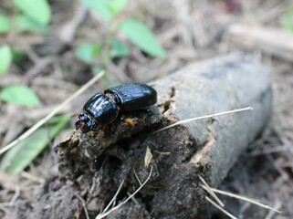 Black bug closeup.