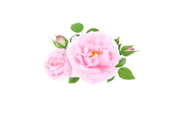 Pale pink rose flowers, buds and leaves bunch isolated transparent png