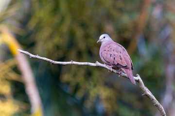 A ruddy ground-dove perched on a branch under rain. It is a small tropical dove from Brazil and South American as know as Rolinha. Species Columbina talpacoti. Animal world. Birdwatching. Birding.