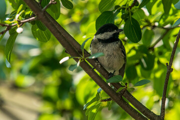 Black Capped Chickadee in forest perch