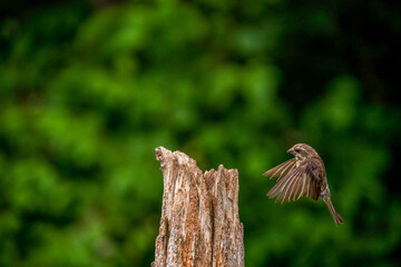 Male Purple Finch flying towards a perch
