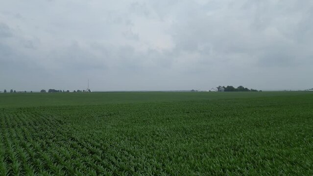 This is a flyover of a typical Illinois corn field on a cloudy day during the middle of the summer growth cycle.