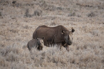 Obraz premium Mother and baby rhino in Lewa Conservancy Kenya