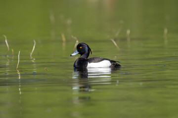 Ein Reiherentenmännchen schwimmt auf dem See