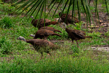 Florida's Wild Charm: Capturing a Heartwarming Moment of a Turkey Family in the Fields