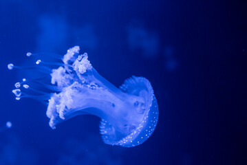 Fototapeta na wymiar Jelly fish in aquarium