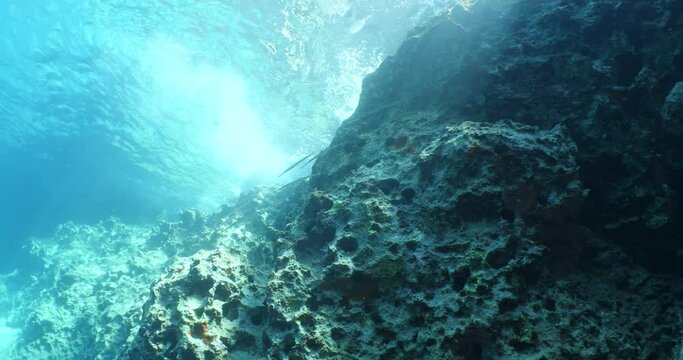 cornet fish school and sun reflections cornetfish fistularia underwater ocean scenery Fistularia commersonii