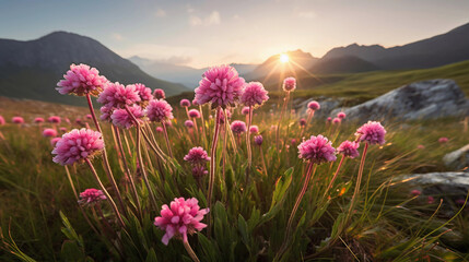 Pink wildflowers at sunrise