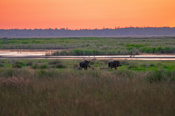 Eine Wildschweinfamilie nach Sonnenuntergang an ein Wasserloch durchstreifen die Gegend
