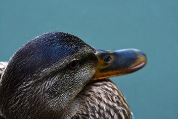 Głowa samicy kaczki krzyżówki (Anas platyrhynchos) na jasnym tle wody
