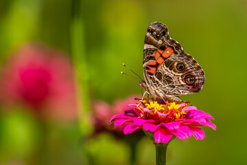 Painted Lady Butterfly 