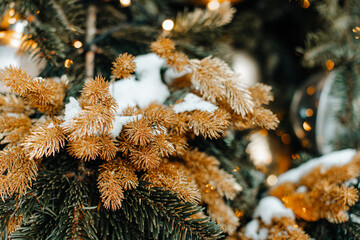 Golden fir branches covered with white snow in the winter season. New Year and Christmas atmosphere...