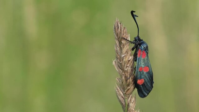 Zygaena trifolii. Ditrisian Lepidoptera of the family Zygaenidae