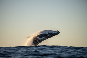Obraz premium Whale breaching 