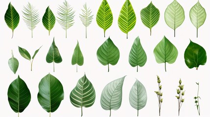 Tropical leaves collection. Vector isolated elements