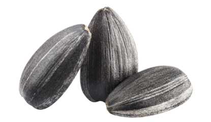 Delicious sunflower black seeds cut out