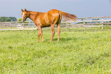 A yearling Thoroughbred filly in a pasture with a board fence. 