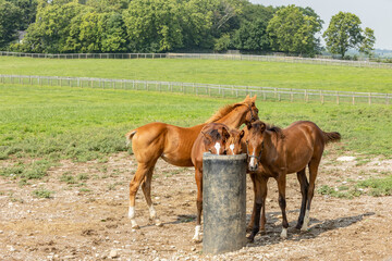 Four Thoroughbred weanling foals gathered around an automatic waterer in a pasture.