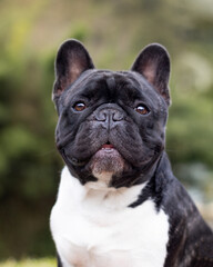 french bulldog portrait