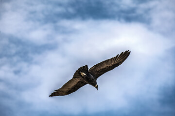 A condor flying with open wings over a blue sky with clouds.
