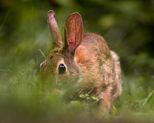 Eastern Cottontail