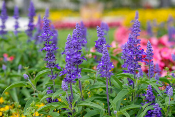 lavender flowers in the garden
