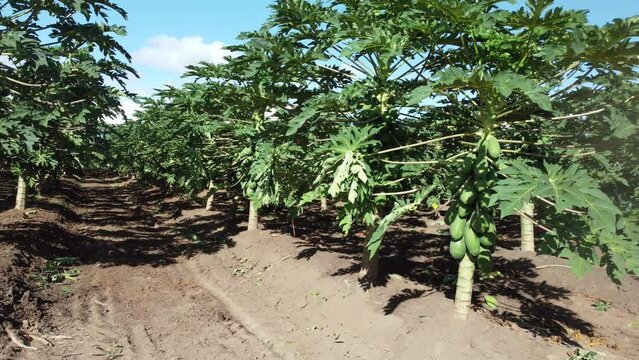 itaberaba, bahia, brazil - august 3, 2023: Papaya plantation in a farm in the rural area of the municipality of Itaberaba.