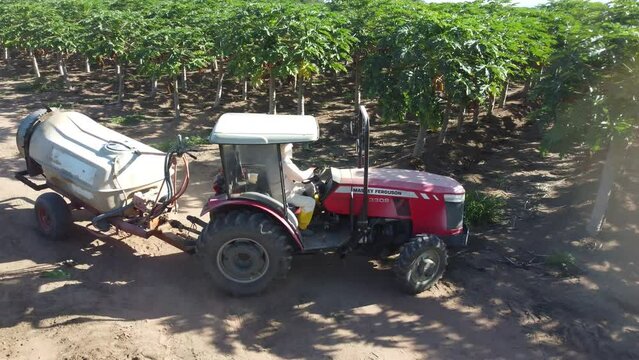 itaberaba, bahia, brazil - august 3, 2023: Papaya plantation in a farm in the rural area of the municipality of Itaberaba.