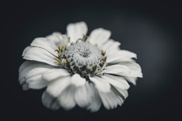 Monotone White Zinnia Flower