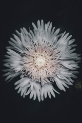 Brilliant Near Symmetrical White Stokesia Flower