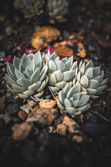 Cluster of Desert Succulents in a Bed of Rocks