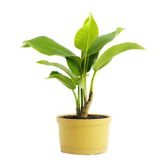 Banana plant in pot on transparent backround