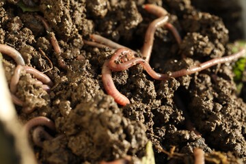 Many worms crawling in wet soil on sunny day, closeup