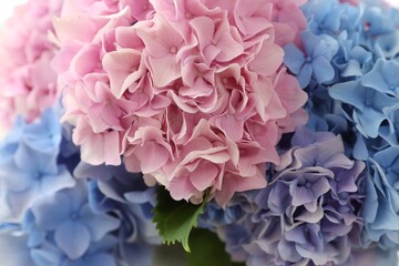 Beautiful hydrangea flowers as background, closeup view