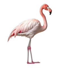 Fototapeta premium A flamingo with pink feathers, long neck, standing against a transparent backround, seen from the side.